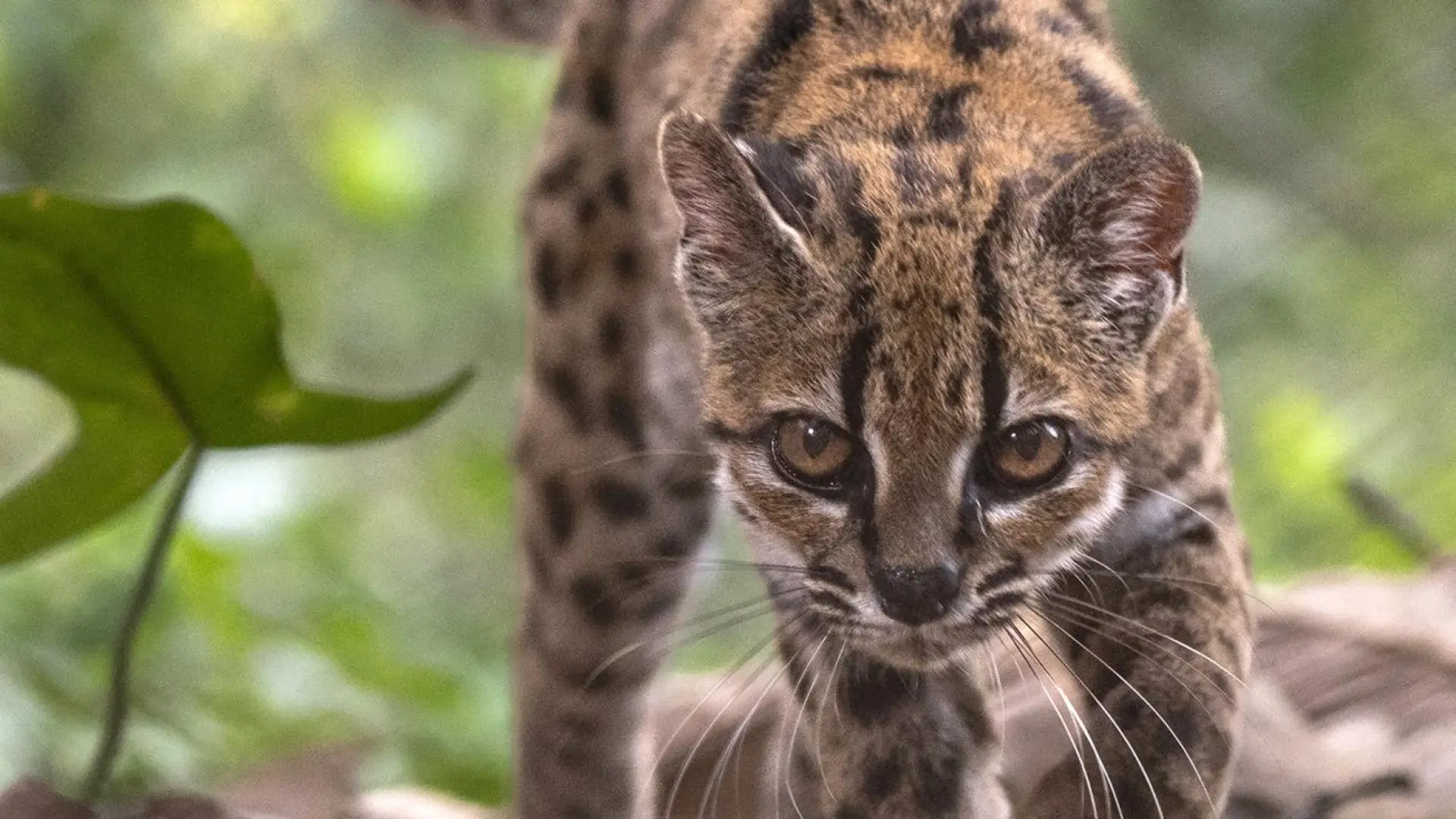 Científicos descubren en Bolivia un nuevo felino que había permanecido oculto durante más de cien años